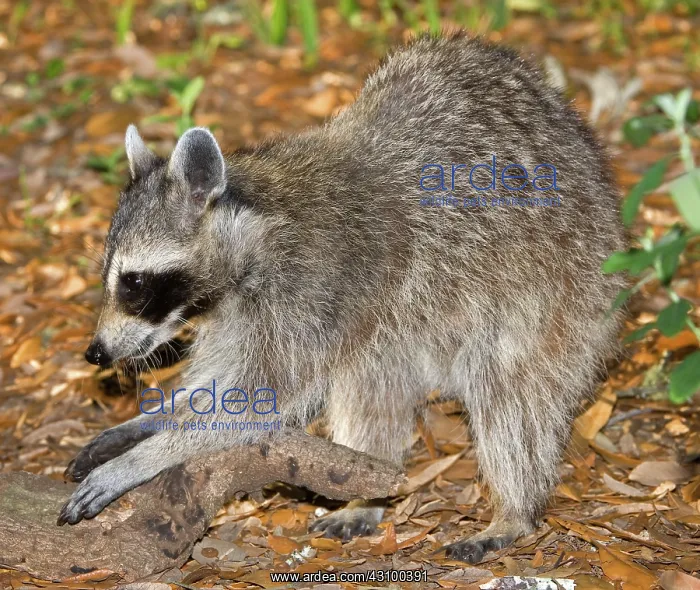 : Raccoon adult feeling for grubs : Raccoon adult feeling for grubs
