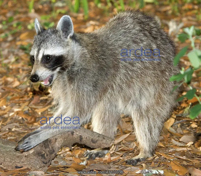 : Raccoon adult feeling for grubs : Raccoon adult feeling for grubs