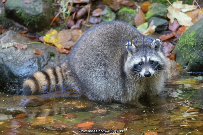 : Raccoon - adult foraging in a pond in autumn - Germany : Raccoon - adult foraging in a pond in autumn - Germany