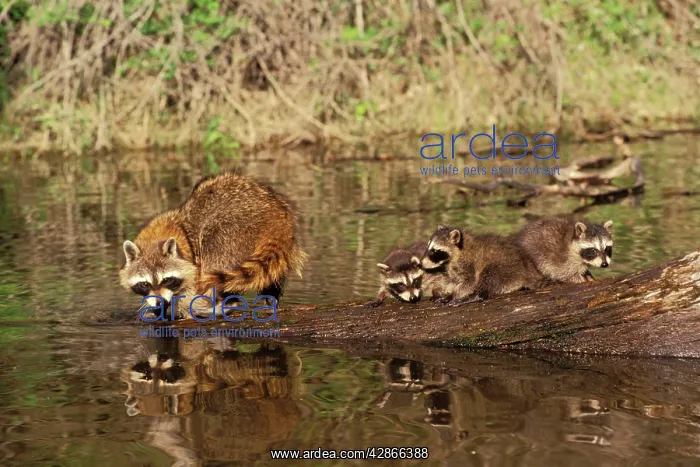 : Raccoon - adult with young, Spring : Raccoon - adult with young, Spring