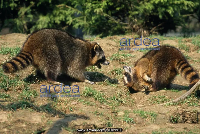  : Raccoon - aggresive  /  submissive behaviour