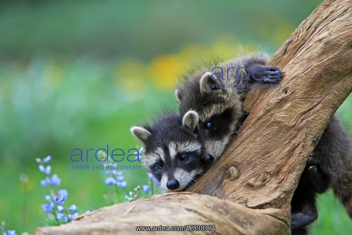  : Raccoon - babies