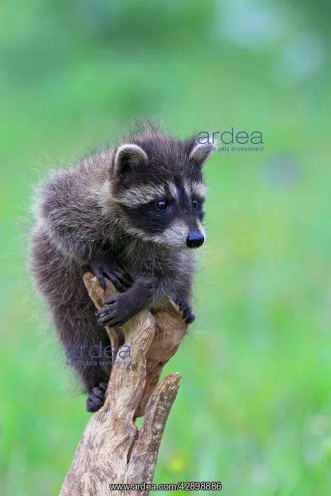 : Raccoon - baby : Raccoon - baby