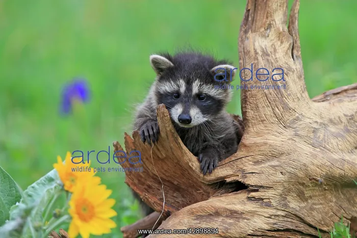 : Raccoon - baby : Raccoon - baby