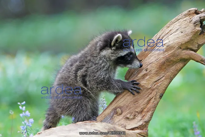 : Raccoon - baby : Raccoon - baby