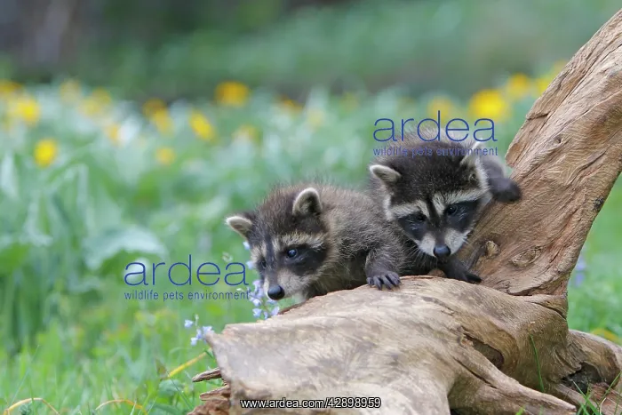 : Raccoon - baby : Raccoon - baby