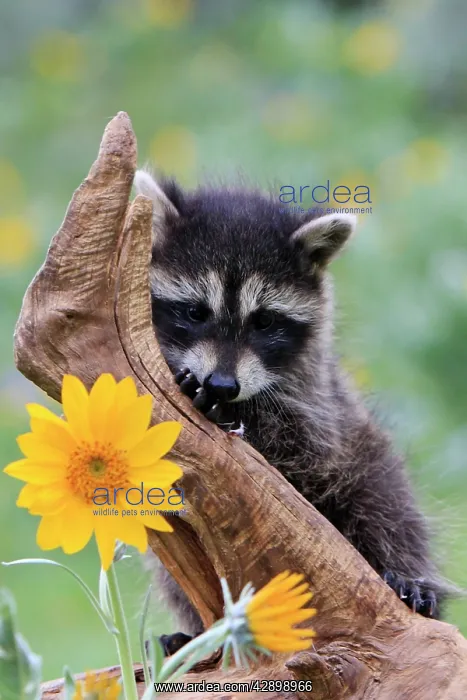 : Raccoon - baby : Raccoon - baby