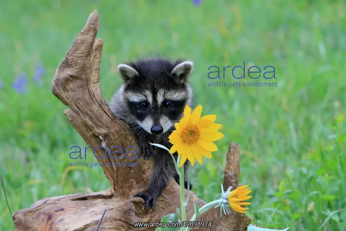 : Raccoon - baby : Raccoon - baby