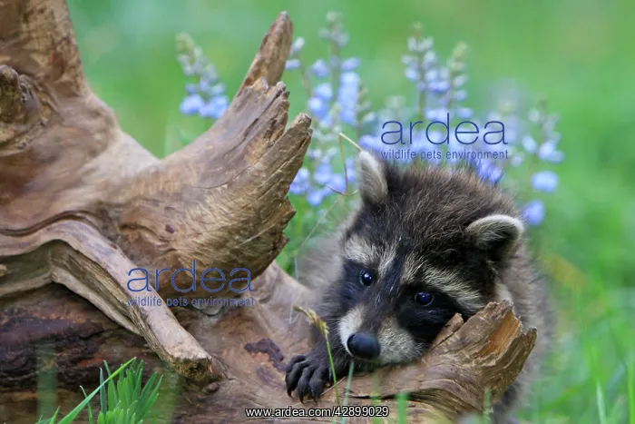 : Raccoon - baby : Raccoon - baby