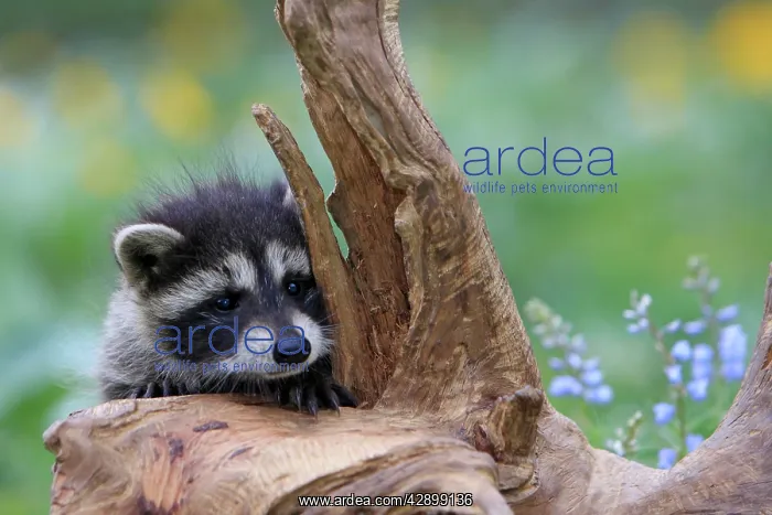 : Raccoon - baby : Raccoon - baby
