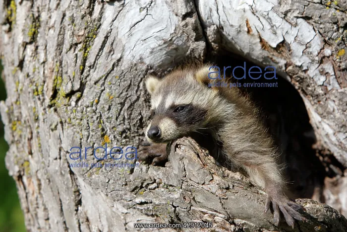 : Raccoon - baby : Raccoon - baby