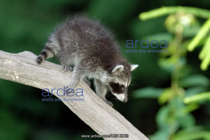 : Raccoon - baby animal on branch : Raccoon - baby animal on branch