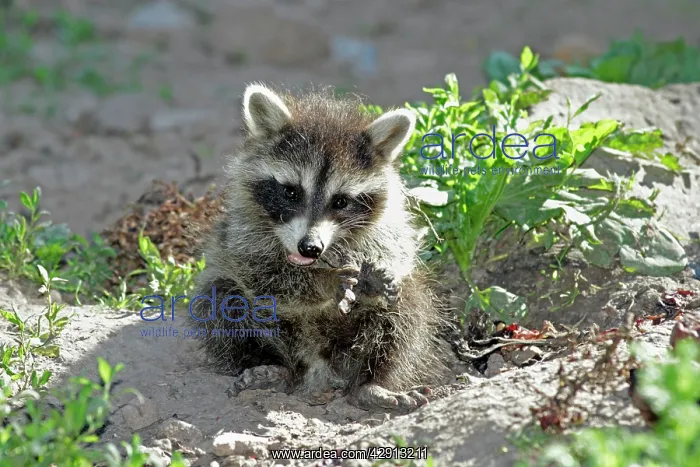 : Raccoon - baby animal feeding on fruit : Raccoon - baby animal feeding on fruit