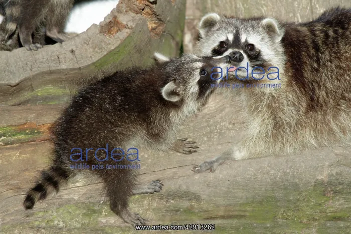 : Raccoon - baby animal licking mother's face : Raccoon - baby animal licking mother's face