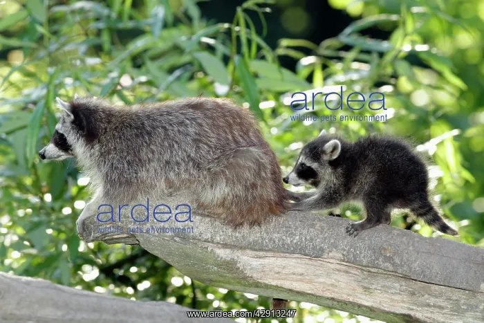: Raccoon - baby animal playing with mother : Raccoon - baby animal playing with mother