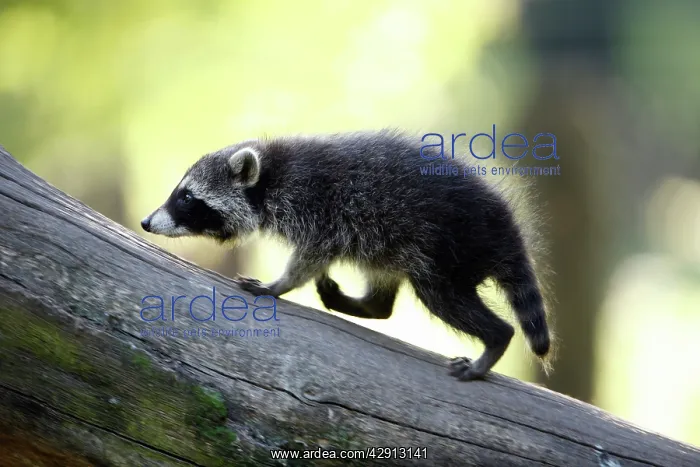 : Raccoon - baby animal running up branch : Raccoon - baby animal running up branch