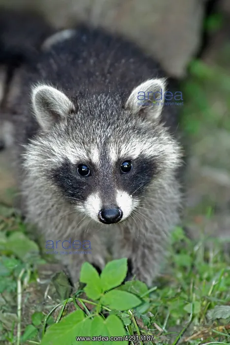 : Raccoon - baby animal searching for food : Raccoon - baby animal searching for food