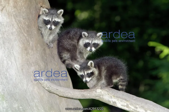 : Raccoon - three baby animals beside den entrance : Raccoon - three baby animals beside den entrance
