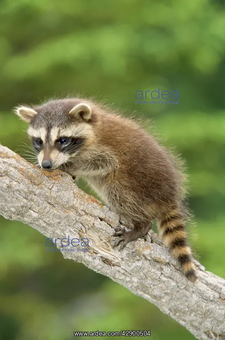 : RACCOON - ON BRANCH : RACCOON - ON BRANCH