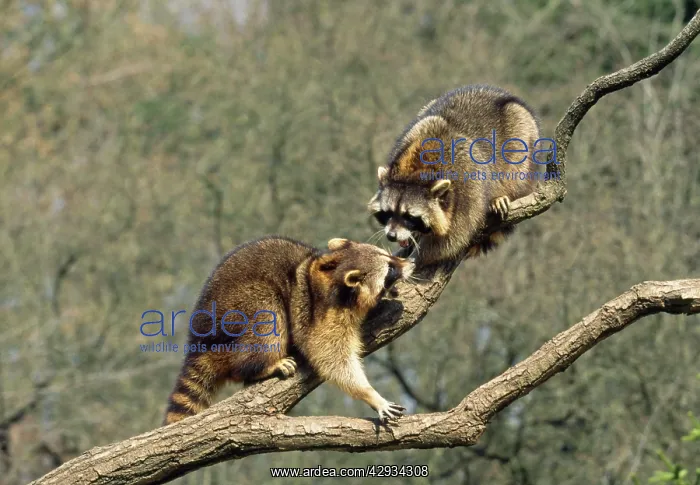 : Raccoon - two on branch : Raccoon - two on branch