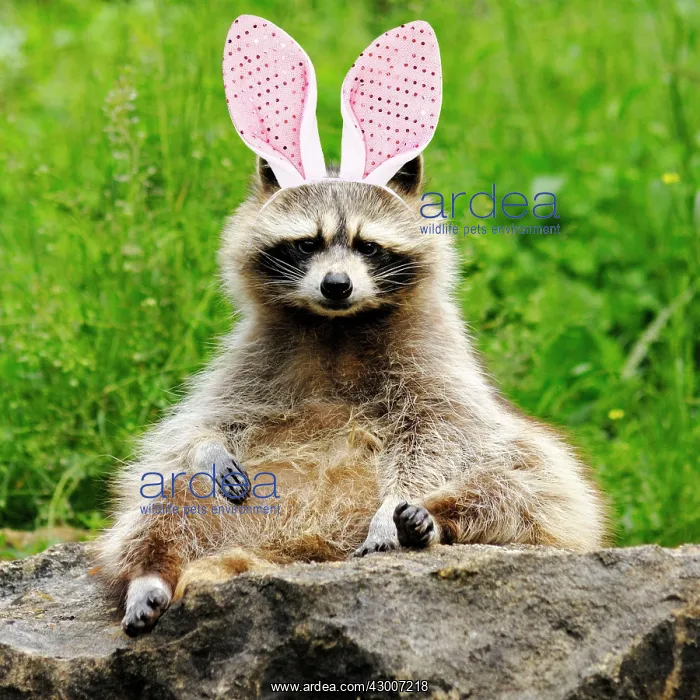 : Raccoon with bunny ears : Raccoon with bunny ears