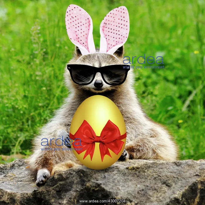 : Raccoon with bunny ears Easter egg and sunglasses : Raccoon with bunny ears Easter egg and sunglasses