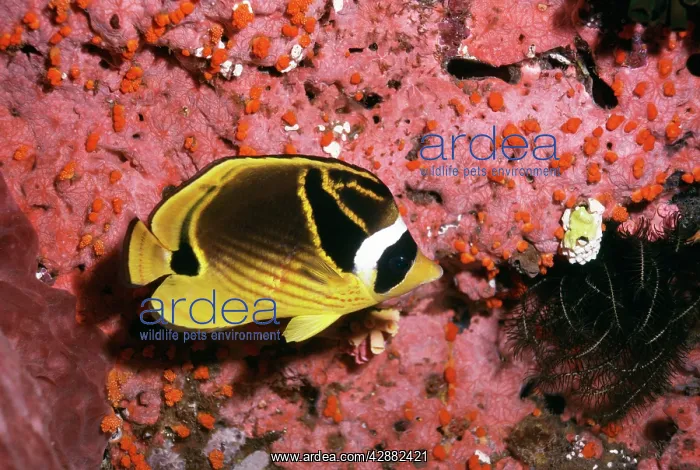 : Raccoon Butterfly Fish : Raccoon Butterfly Fish