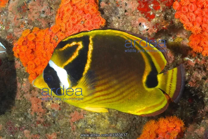 : Raccoon butterflyfish (Chaetodon lunula), Aliwal : Raccoon butterflyfish (Chaetodon lunula), Aliwal