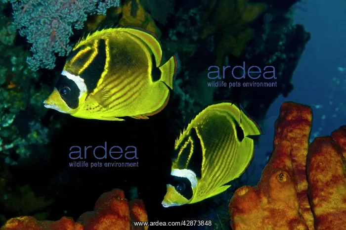 : Raccoon Butterflyfish - Generally seen in pairs : Raccoon Butterflyfish - Generally seen in pairs