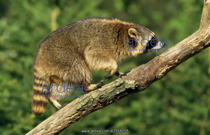 : Raccoon - climbing branch : Raccoon - climbing branch