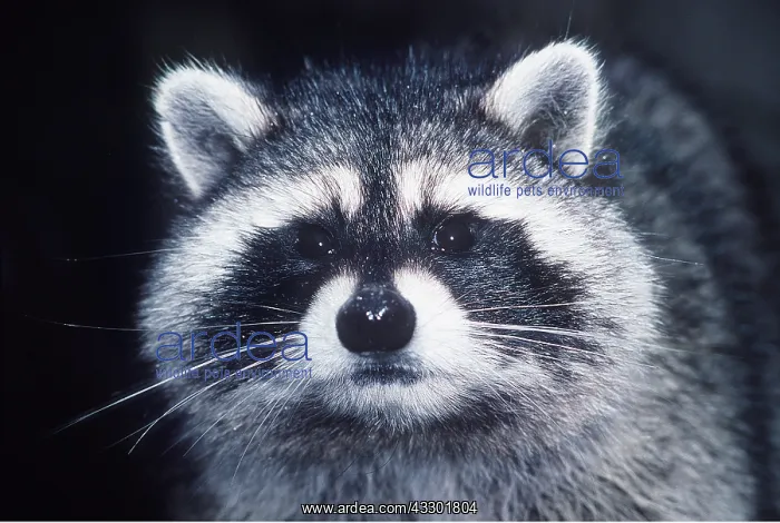 : RACCOON - close-up of face : RACCOON - close-up of face