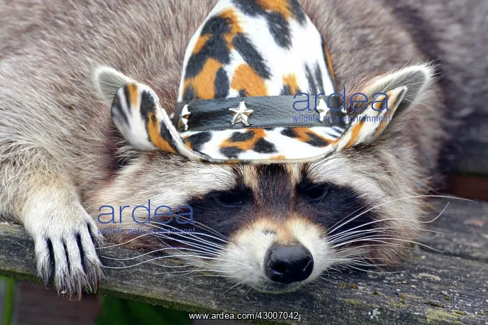 : Raccoon in cowboy hat : Raccoon in cowboy hat