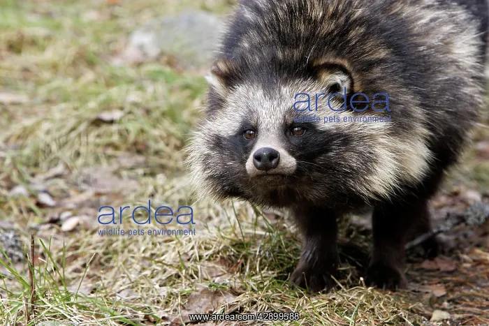 : Raccoon Dog : Raccoon Dog