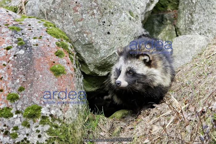 : Raccoon Dog : Raccoon Dog