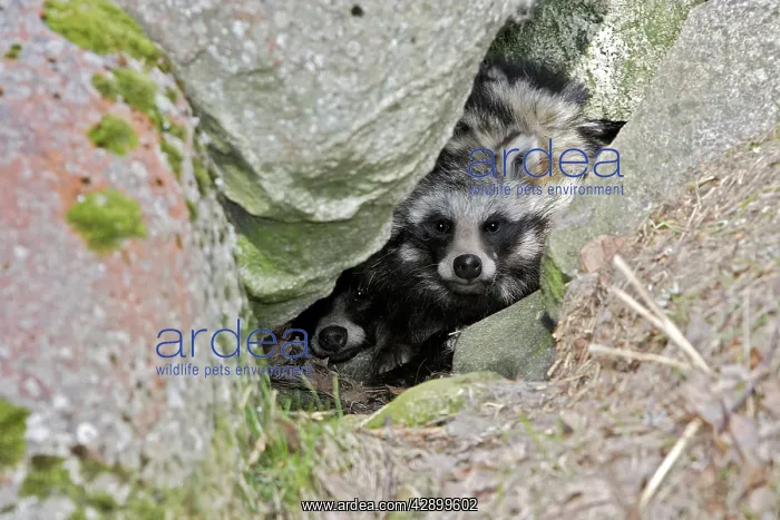  : Raccoon Dog
