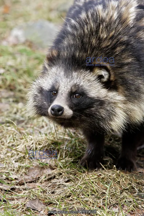  : Raccoon Dog