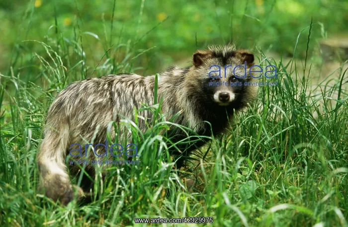 : Raccoon Dog : Raccoon Dog