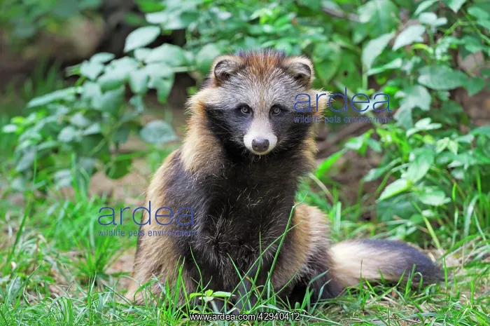 : Raccoon dog : Raccoon dog