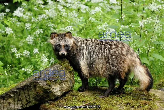 : Raccoon dog : Raccoon dog