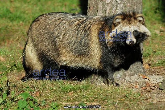 : Raccoon dog : Raccoon dog