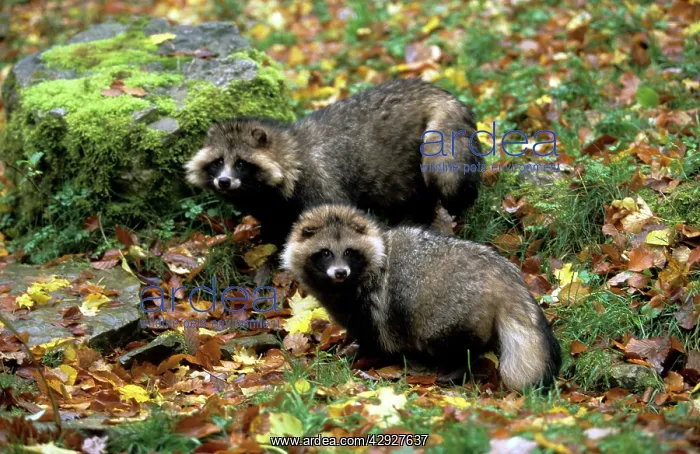: Raccoon Dog - among autumn leaves : Raccoon Dog - among autumn leaves