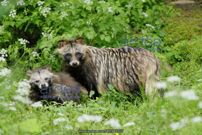 : Raccoon dog - mother with young one : Raccoon dog - mother with young one