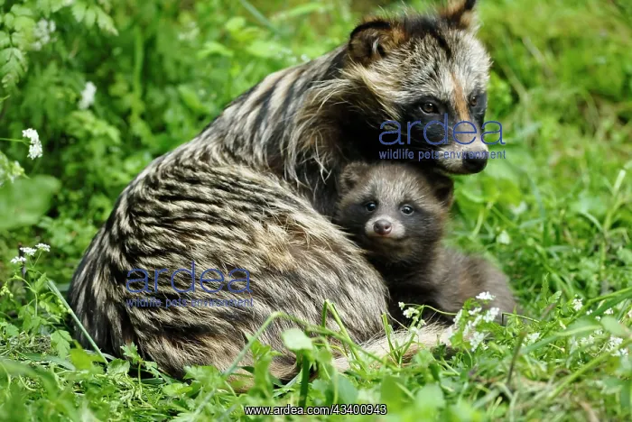 : Raccoon dog - mother with young one : Raccoon dog - mother with young one