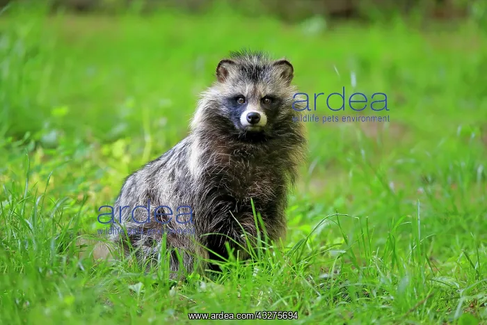 : Raccoon dog (Nyctereutes procyonoides), adult, alert : Raccoon dog (Nyctereutes procyonoides), adult, alert