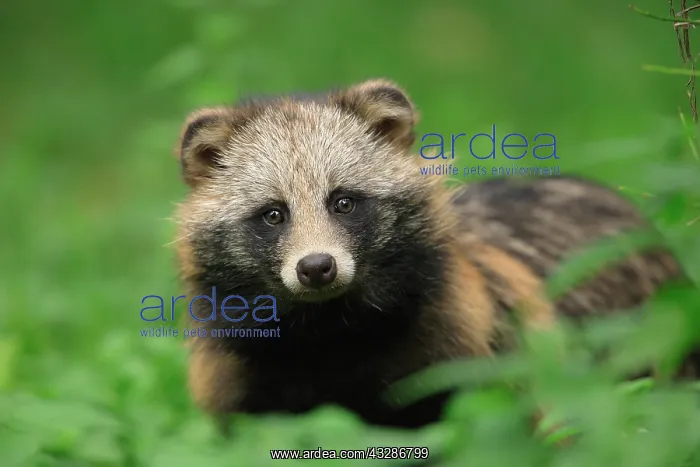 : Raccoon dog (Nyctereutes procyonoides), animal portrait : Raccoon dog (Nyctereutes procyonoides), animal portrait