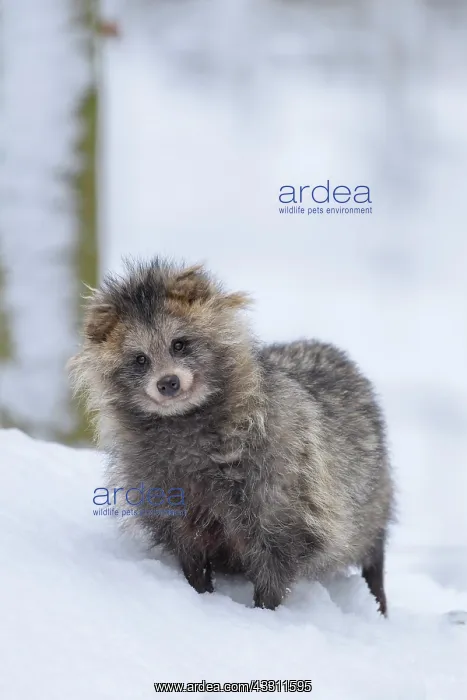 : Raccoon Dog (Nyctereutes procyonoides), stay in snow, winter : Raccoon Dog (Nyctereutes procyonoides), stay in snow, winter