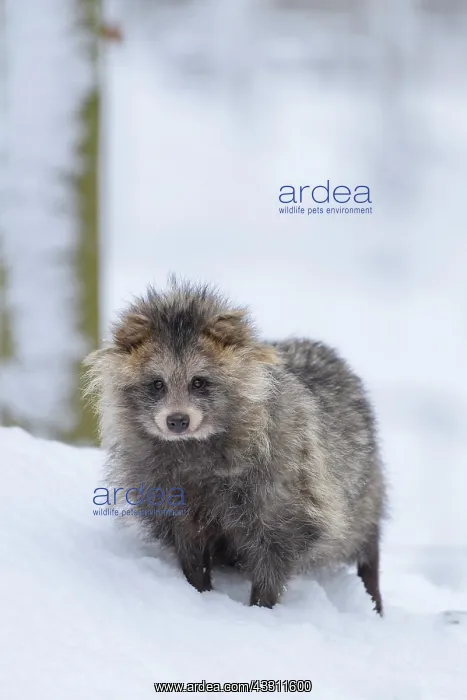 : Raccoon Dog (Nyctereutes procyonoides), stay in snow, winter : Raccoon Dog (Nyctereutes procyonoides), stay in snow, winter