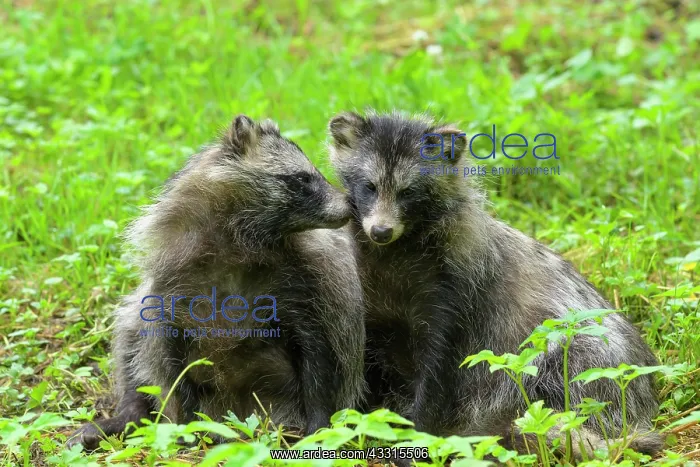: Raccoon dog (Nyctereutes procyonoides), two animals : Raccoon dog (Nyctereutes procyonoides), two animals
