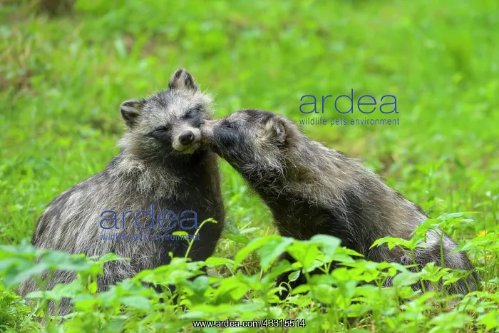 : Raccoon dog (Nyctereutes procyonoides), two animals : Raccoon dog (Nyctereutes procyonoides), two animals