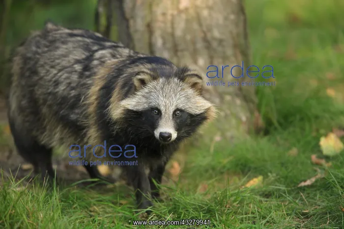 : Raccoon dog (Nyctereutes procyonoides), captive : Raccoon dog (Nyctereutes procyonoides), captive